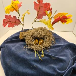 Tiger eye eggs eggs in fall nest